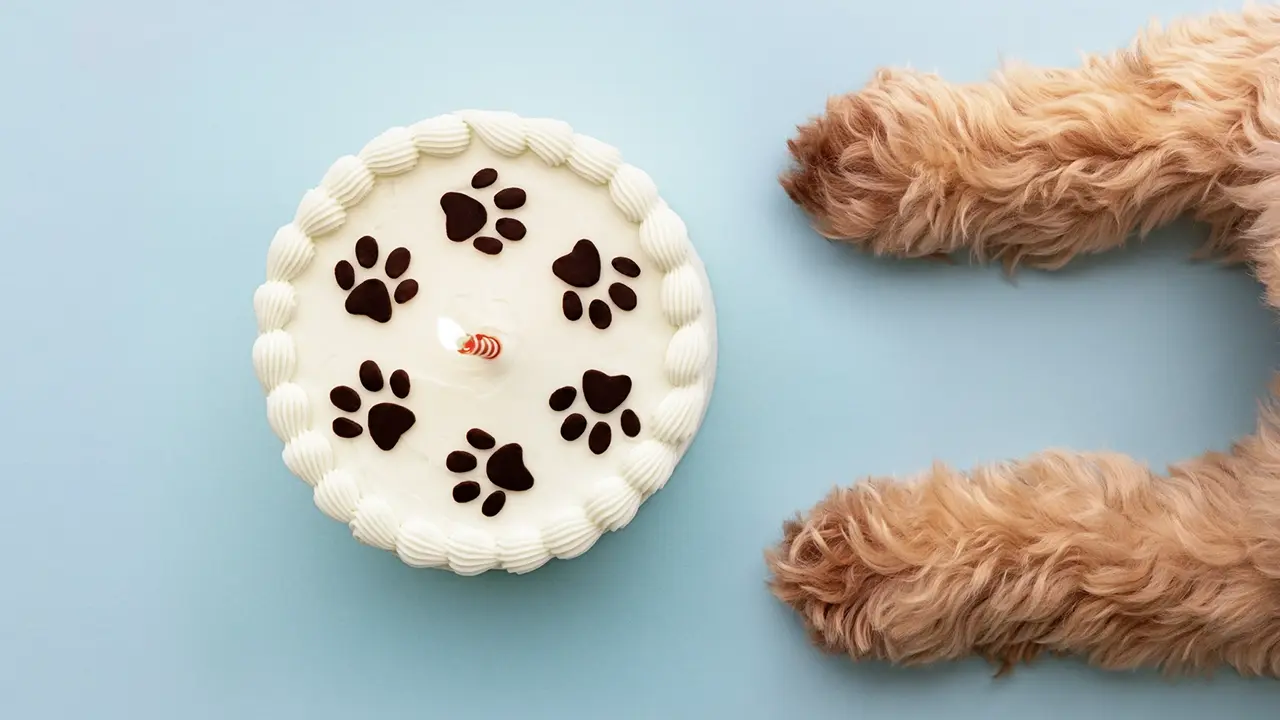 Zampe di cane di fronte a una dog cake